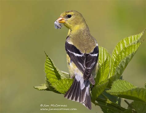 Ohio Birds And Biodiversity Hummingbirds And Royal Catchfly