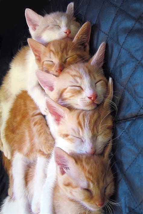 40 Really Cute Cuddling Kittens In The World The Design Inspiration The Design Inspiration