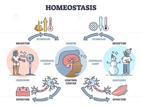 Homeostasis As Biological State With Temperature Regulation Outline