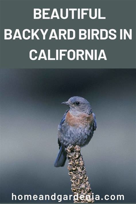 California Is Home To A Number Of Bird Species It Is Home To 709