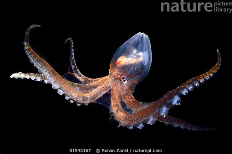 Glass Octopus Vitreledonella Richardi Deep Sea Species From Atlantic