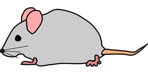 30 Free Mice And Mouse Vectors Pixabay