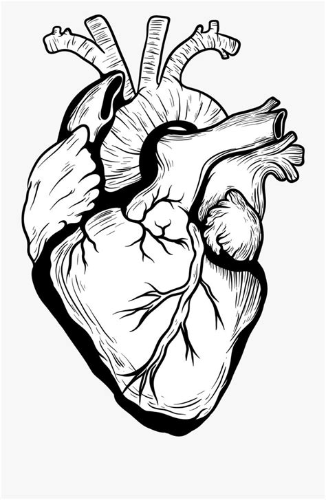 Real Heart Drawing Png Coração Humano Coração Humano Desenho Arte
