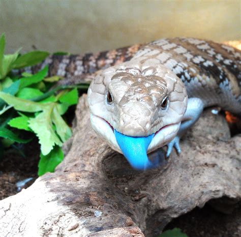 Blue Tongue Skink I Want One Of These As A Pet So Badly ♡ Cute
