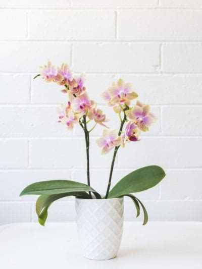 Indoor Orchid Care How Do I Take Care Of An Orchid Flower