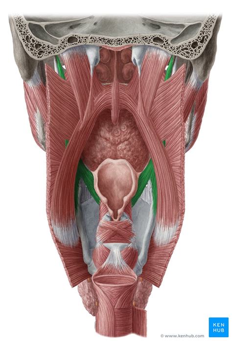 Stylopharyngeus Origin Insertion Innervation Action Kenhub