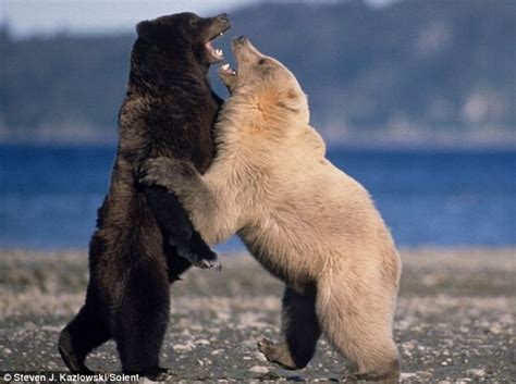 Grizzly Bear Fight 7 Pics