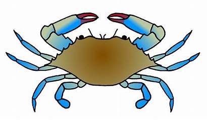 Crab Clipart Drawing Crabs Maryland Background Getdrawings