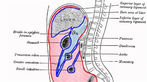 Peritoneal Cavity Part 1 Anatomy Tutorial Youtube