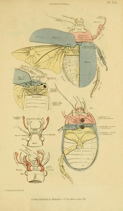 Insect Scientific Illustration Science Illustration Insect Anatomy