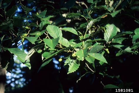 White Alder Alnus Rhombifolia