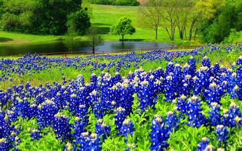 Texas Bluebonnets Wallpapers Wallpaper Cave