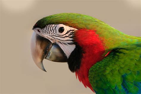 Top 63 Imagen Parrot White Background Vn