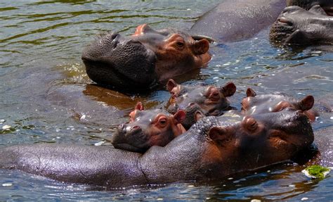 Hippo in the bathtub is a training partner with the red cross which enables us to provide our swimmers with a red cross swim report card. Hippopotamus Pictures | Download Free Images on Unsplash