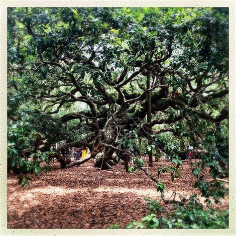 Any treatment option works to relieve itching and reduce inflammation and oozing caused by the reaction. Pin on South Carolina