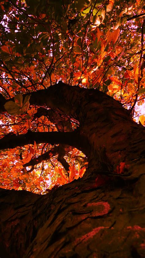Tree In Autumn Free Stock Photo Public Domain Pictures