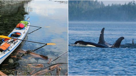 You Can Kayak With Killer Whales At This Spot On Vancouver Island Narcity