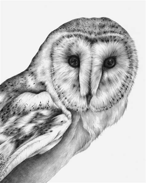 Barn Owl Drawing Print Etsy