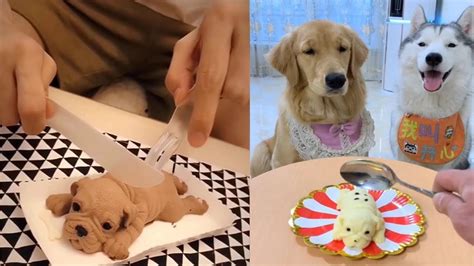 Dog Reaction To Cutting Cake Funny Dog Cake Reaction Compilation