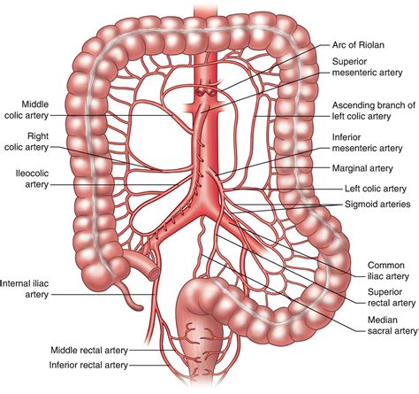 anatomy and embryology of the colon rectum and anus ascrs textbook of colon and rectal surgery