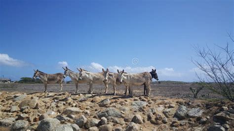 Group Of Donkeys Stock Photo Image Of America Caribbean 73824594