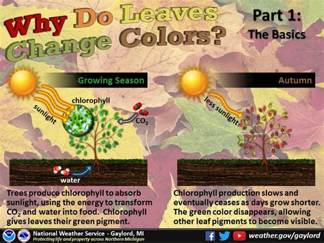 This book also includes a list of the best spots to view leaves changing color as well as simple activities to do with leaves, like leaf rubbings and leaf pressings. Why do leaves change colors?