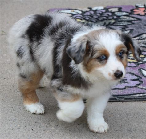 Rather, it was bred in the united states by basque shepherds who emigrated to america after settling in australia for a short. Toy Australian Shepherd puppies for sale in CO, Toy Aussie ...