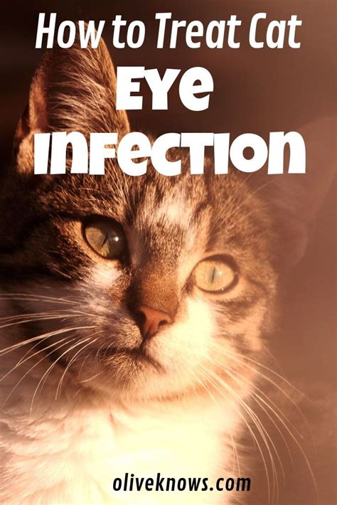 How To Treat Feline Eye Infections Oliveknows Cat Eye Infection