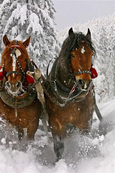 Christmas Horses So Pretty Horses Sleigh Ride