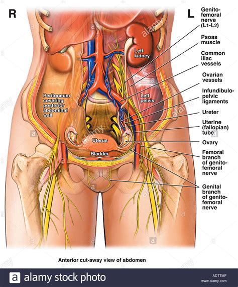 Which structure is located in the left lower quadrant of the abdomen? Abdomen and Pelvis - Female Stock Photo: 7710286 - Alamy