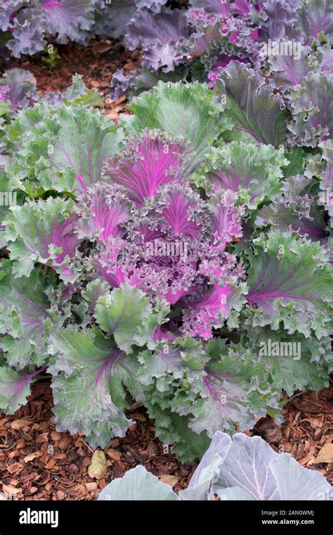 Brassica Oleracea Chidori Red Kale Stock Photo Alamy
