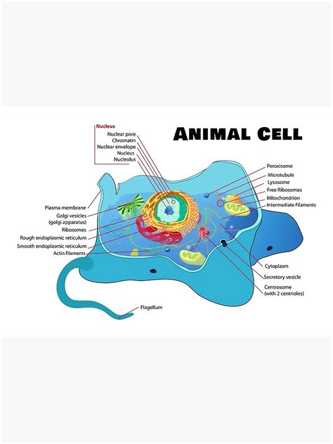 Plant and animal cells are both eukaryotic cells, so they have several features in common, such as the presence of a cell membrane, and cell organelles, like the nucleus, mitochondria and endoplasmic reticulum. "Structure of a Typical Animal Cell" Poster by allhistory ...