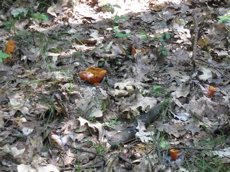 Id A Bright Orange Mushroom Hypomyces Lactifluorum