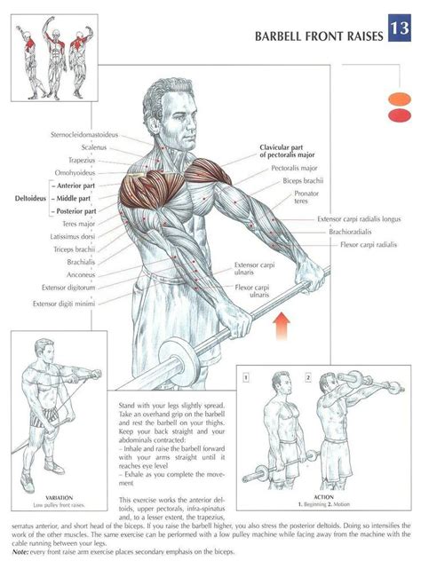 This muscle is also used to flex the thigh. .Barbell Front Raises. I prefer doing these with dumbbells, alternating arms so I can focus on ...