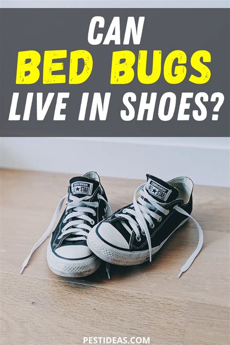 Can Bed Bugs Live In Shoes Learn How To Get Rid Of Them Fast