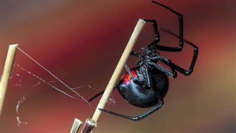The Most Venomous Spiders In The World Youtube