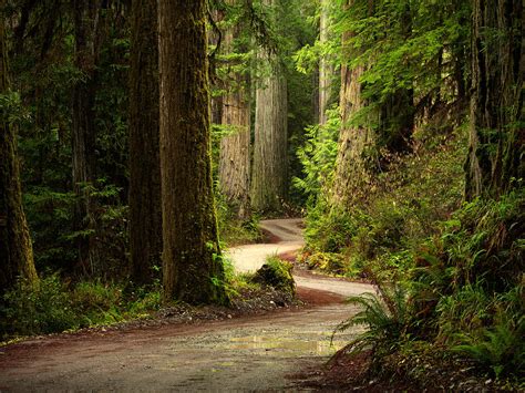 Old Growth Forest Route Photograph By Leland D Howard