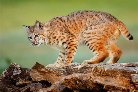 Bobcat Control In Texas Wildlife Biologist And Outdoor Writer By