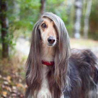 Dog tips for you today: Afghan Hound Grooming » How to Groom A Afghan Hound