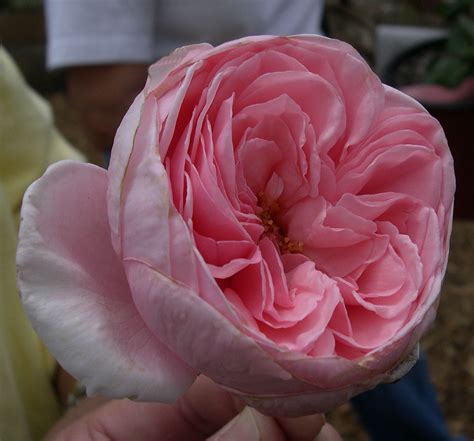 Other Rose Varieties Biological Science Picture Directory