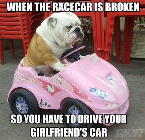 Dog Driving Car Meme