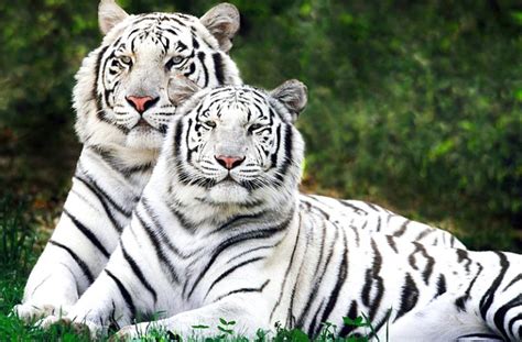 Sundarban National Park West Bengal Luxury Trails Of India