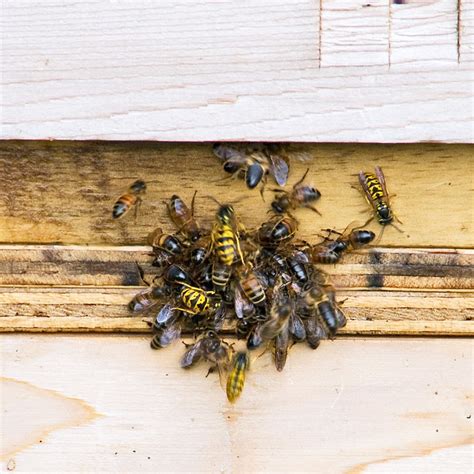 Bees are reluctant to sting because they can only sting once. Wasp attack on bee hive 2/10 | Flickr - Photo Sharing!