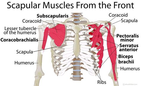 Shoulder Blade Scapular Muscles Origin Insertion Function