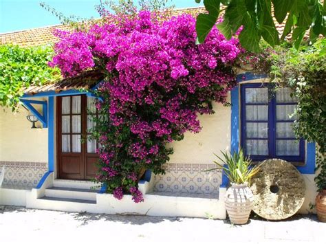 What Flowering Vines Are Best For Your Zone Garden Glory Pinterest Bougainvillea Gardens