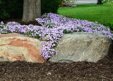 The Best Low Maintenance Ground Cover Plants For Your Property Ground