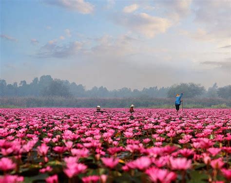 There Is A Pink Water Lilies Lake In Thailand Thats Absolutely Stunning