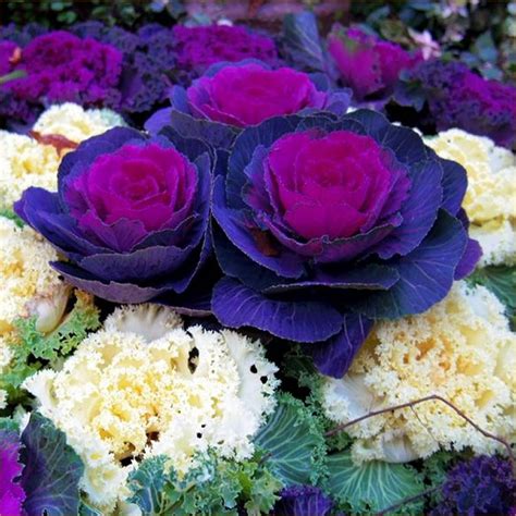 Ornamental Brassica Cabbage Selection Pack Of Three Plants Garden