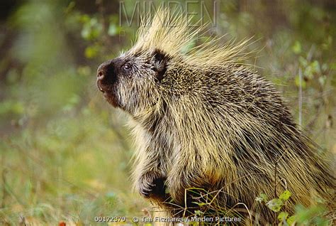 Common Porcupine Stock Photo Minden Pictures