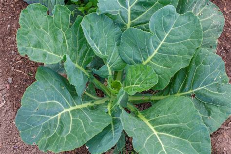 Learn How To Plant Grow And Harvest Collard Greens